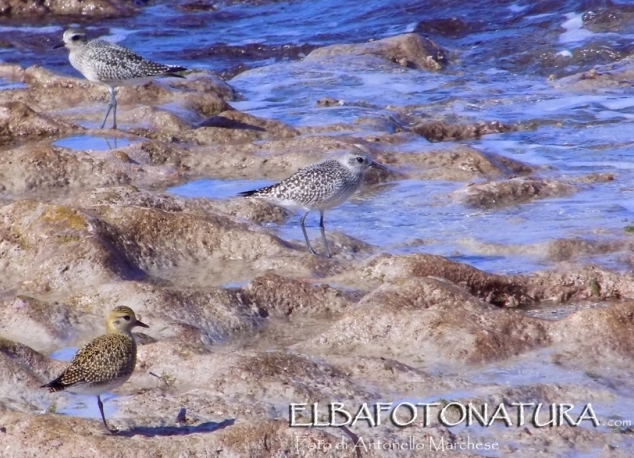 Piovanelli?    No, Piviere dorato (Pluvialis apricaria) e Pieveresse(Pluvialis squatarola)